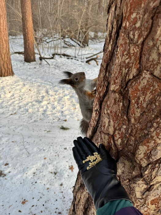 к.п. Заповедник, ул. Иволга, 32 (городской округ Сысертский, п. Габиевский) - фото земельного участка (5)