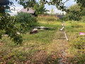 Продажа садового участка: г. Верхняя Пышма, СНТ Ромашка (городской округ Верхняя Пышма) - Фото 3