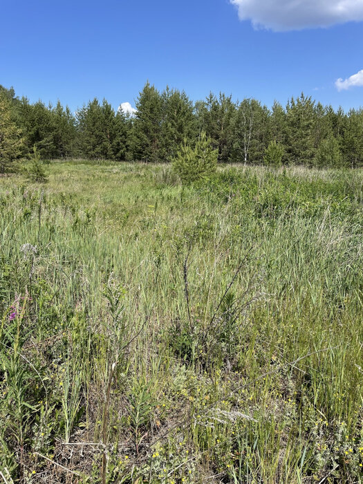 п. Сысерть, Тимофеевский пруд (городской округ Екатеринбург) - фото сада (2)