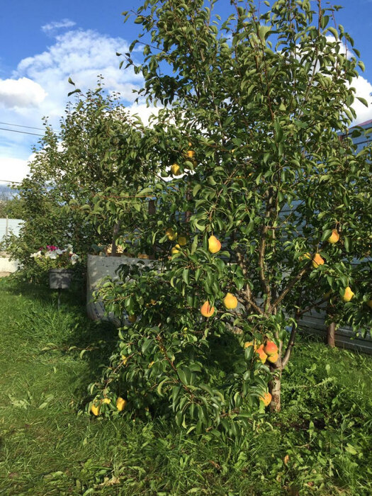 п. Полевой, ул. Зеленый, 18 (городской округ Сысертский) - фото дома (7)