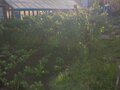 Продажа садового участка: г. Первоуральск, СТ №42А , уч. №93 (городской округ Первоуральск) - Фото 4