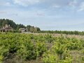 Продажа земельного участка: д. Гусева (городской округ Белоярский) - Фото 2