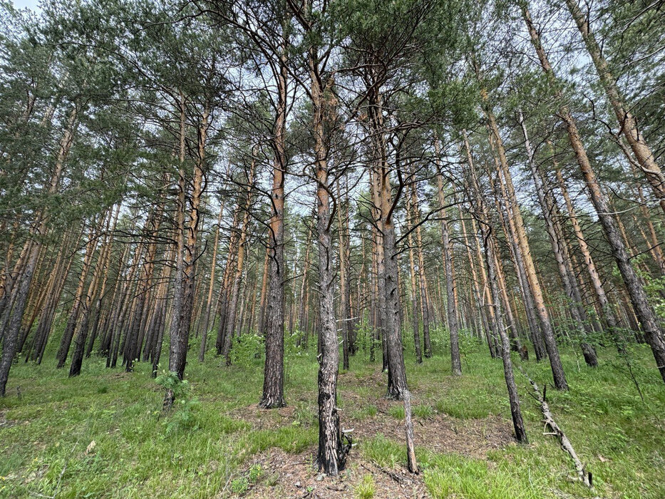 д. Токарево (городской округ Сысертский) - фото земельного участка (2)