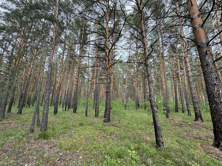 д. Токарево (городской округ Сысертский) - фото земельного участка (6)