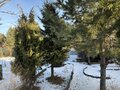 Продажа садового участка: п. Рассоха, коллективный сад Ясень, уч. 23 (городской округ Белоярский) - Фото 3
