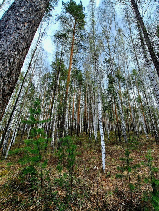 Екатеринбург, к/с Хрустальный, уч. 173 (Палкинский торфяник) - фото сада (4)