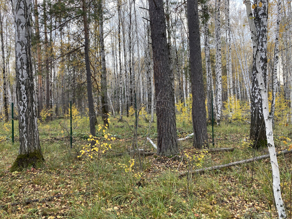 к.п. Заповедник, ул. Жаворонок, 16 (городской округ Сысертский, п. Габиевский) - фото земельного участка (3)