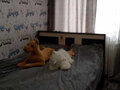 Продажа квартиры: г. Нижний Тагил, ул. Ильича, 25 (городской округ Нижний Тагил) - Фото 7