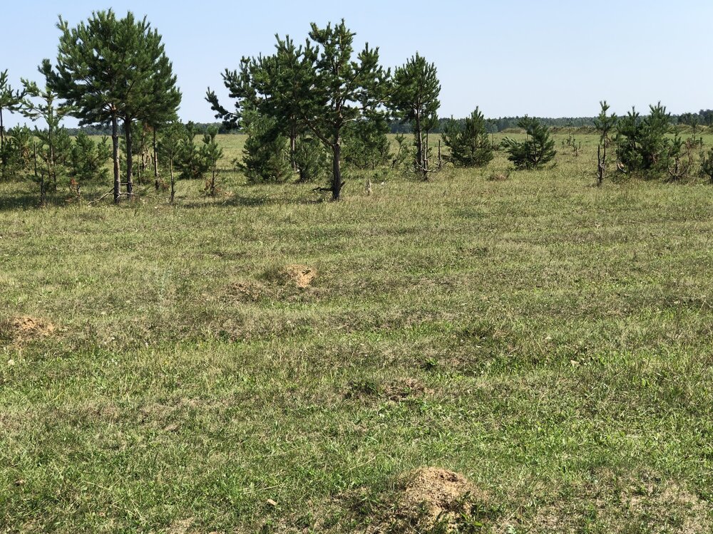 поселок городского типа Белоярский, городской округ Белоярский, ул. Купеческая , 606 - фото земельного участка (5)
