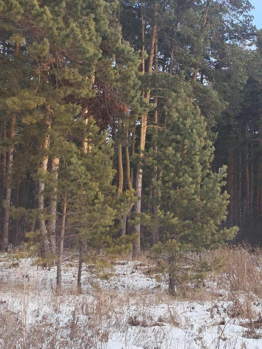 с. Никольское (г.о. Сысертский), ул. Октябрьская, 6 (городской округ Сысертский) - фото земельного участка (2)