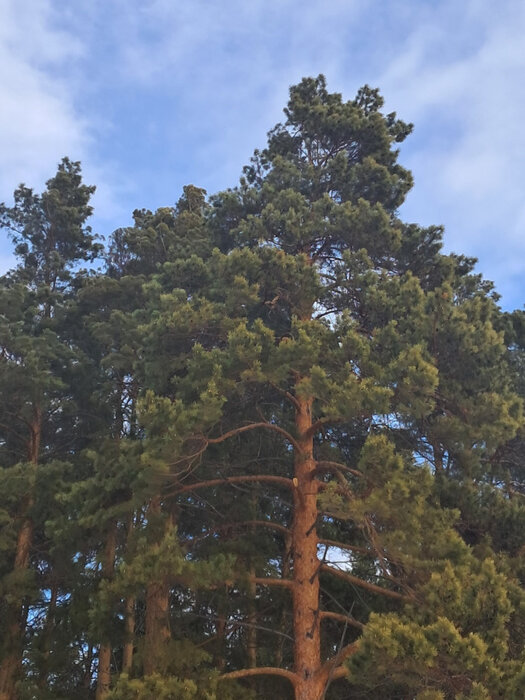 с. Никольское (г.о. Сысертский), ул. Октябрьская, 6 (городской округ Сысертский) - фото земельного участка (4)