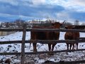 Продажа бизнеса: с. Тюльгаш, ул. Трактовая, 23 (Нижнесергинский район) - Фото 8