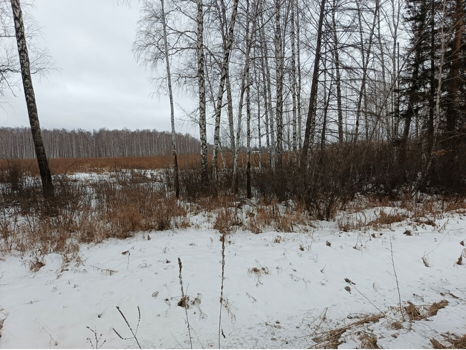 п. Прохладный (городской округ Белоярский) - фото земельного участка (4)