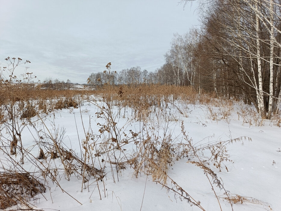 п. Прохладный (городской округ Белоярский) - фото земельного участка (5)