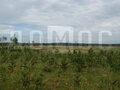 Продажа земельного участка: п. Колюткино (городской округ Белоярский) - Фото 1