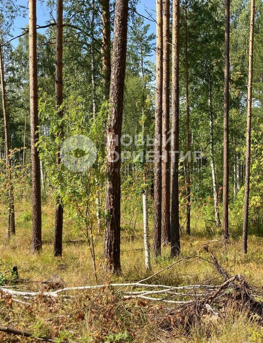 г. Дегтярск, г. Дегтярск, ул. Российская (городской округ Город Дегтярск) - фото земельного участка (3)