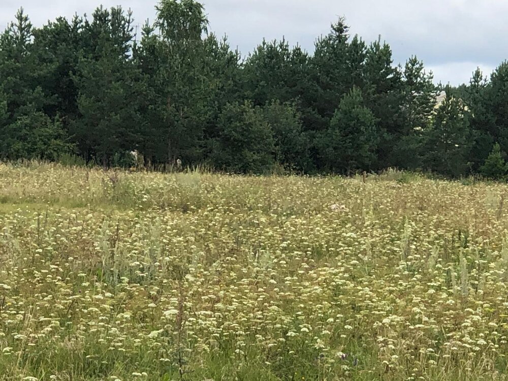 д. Курманка, ул. Садовая, 4 (городской округ Заречный) - фото земельного участка (6)