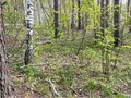 Продажа земельного участка: п. Первомайский (г.о. Сысертский), ул. Дальний, 1 (городской округ Сысертский) - Фото 6