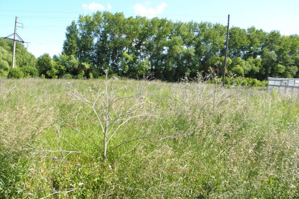 с. Кочневское, ул. Южная, 26 (городской округ Белоярский) - фото земельного участка (5)