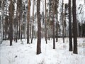 Продажа земельного участка: к.п. Заповедник, ул. Барс, 44 (городской округ Сысертский, п. Габиевский) - Фото 6