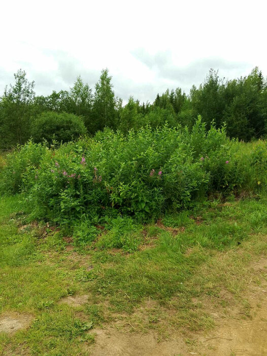 г. Кировград, СНТ Марина. (городской округ Кировградский) - фото сада (4)