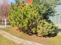 Продажа дома: Екатеринбург, ул. Кленовая, 32 (Шарташ) - Фото 6