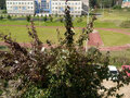 Продажа квартиры: г. Сысерть, ул. Новый, 35 (городской округ Сысертский) - Фото 8