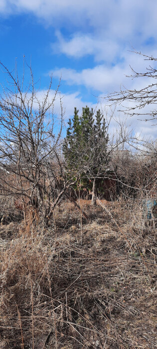 г. Нижний Тагил, УВЗ № 1, ул. 8-я Бригада, 101А (городской округ Нижний Тагил) - фото сада (3)