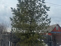 Продажа садового участка: Екатеринбург, СНТ Ручеёк - Фото 8