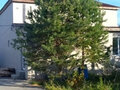 Продажа коттеджей: Екатеринбург, ул. Станционная, 23б (Шабровский) - Фото 6