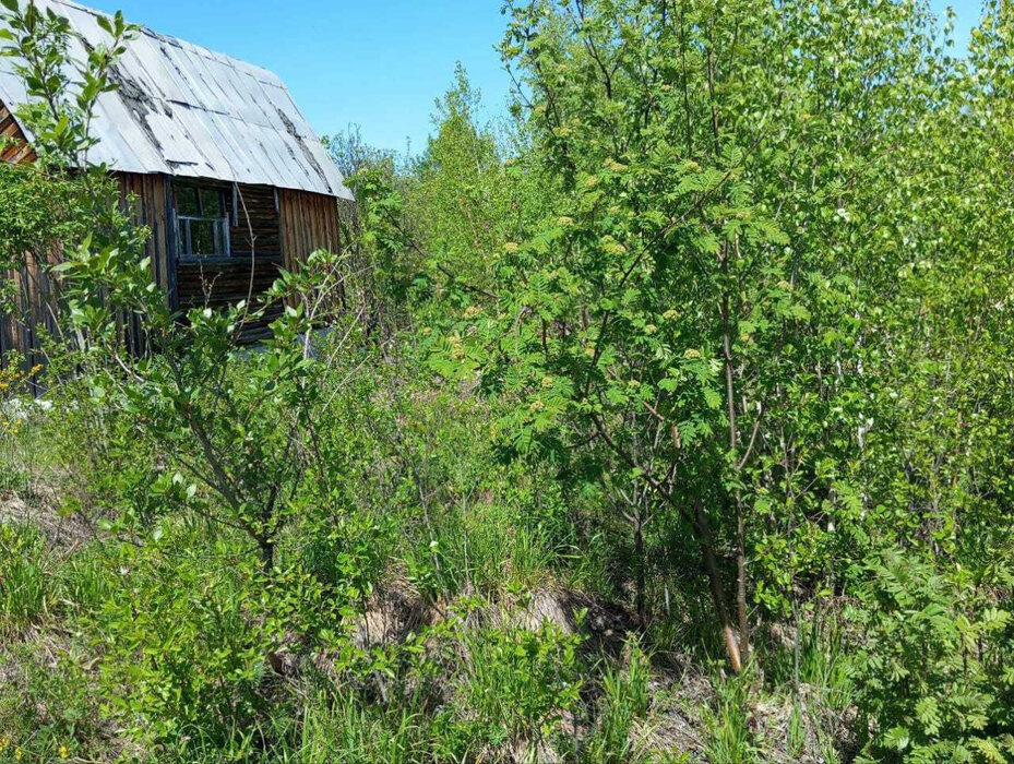 п. Аять, СНТ Надежда, уч. 80 (городской округ Невьянский) - фото сада (5)