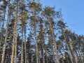 Продажа земельного участка: г. Сысерть, ул. Екатерининская,   (городской округ Сысертский) - Фото 1