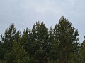 Продажа дома: Екатеринбург, ул. Лесные Тропы, (Горный щит) - Фото 6