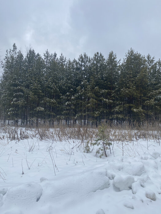 с. Мостовское (г.о. Вехняя Пышма), к/с Оазис, ул. Зелёная, 27 (городской округ Верхняя Пышма) - фото сада (1)