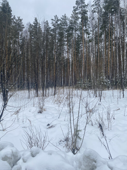 с. Мостовское (г.о. Вехняя Пышма), к/с Оазис, ул. Зелёная, 27 (городской округ Верхняя Пышма) - фото сада (8)