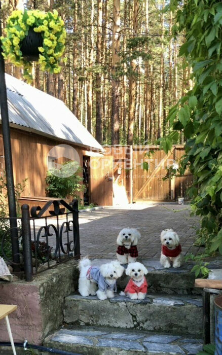 п. Каменка (г.о. Сысертский), СНТ Гудок-2   (городской округ Сысертский) - фото сада (6)