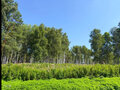 Продажа земельного участка: к.п. Заповедник, ул. Агат, 67 (городской округ Сысертский, п. Габиевский) - Фото 1