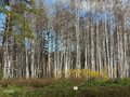 Продажа земельного участка: к.п. Заповедник, ул. Агат, 67 (городской округ Сысертский, п. Габиевский) - Фото 1