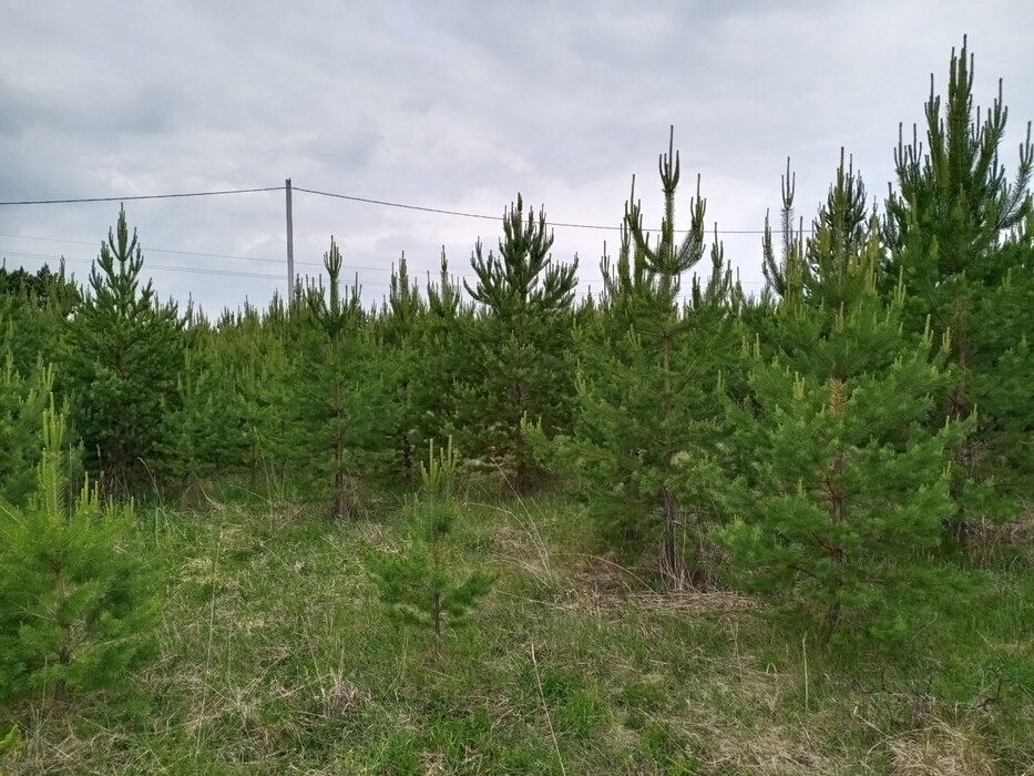 к.п. Зелёные Просторы (городской округ Екатеринбург) - фото земельного участка (1)