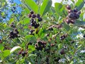 Продажа садового участка: п. Хризолитовый, СПК Фронтовик (городской округ Белоярский) - Фото 2