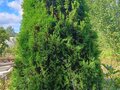 Продажа садового участка: п. Хризолитовый, СПК Фронтовик (городской округ Белоярский) - Фото 6