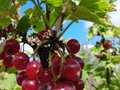 Продажа садового участка: п. Хризолитовый, СПК Фронтовик (городской округ Белоярский) - Фото 7