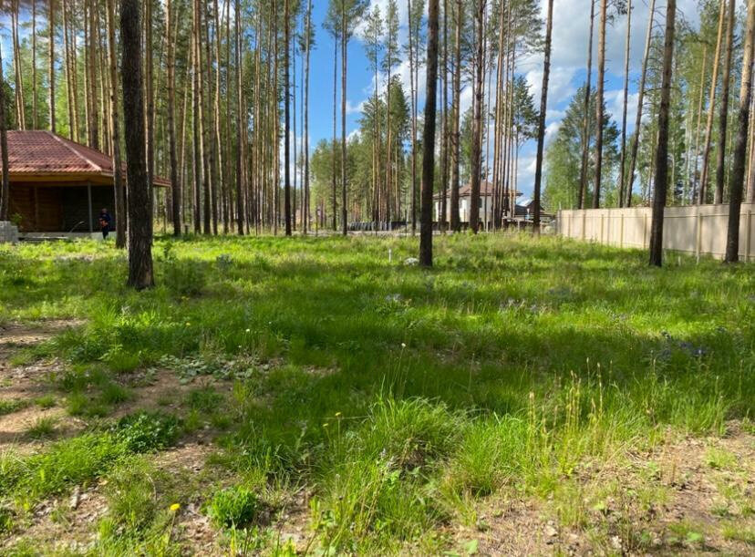 к.п. Заповедник, ул. Соболь, 4 км восточнее с Кашино (городской округ Сысертский, п. Габиевский) - фото земельного участка (4)