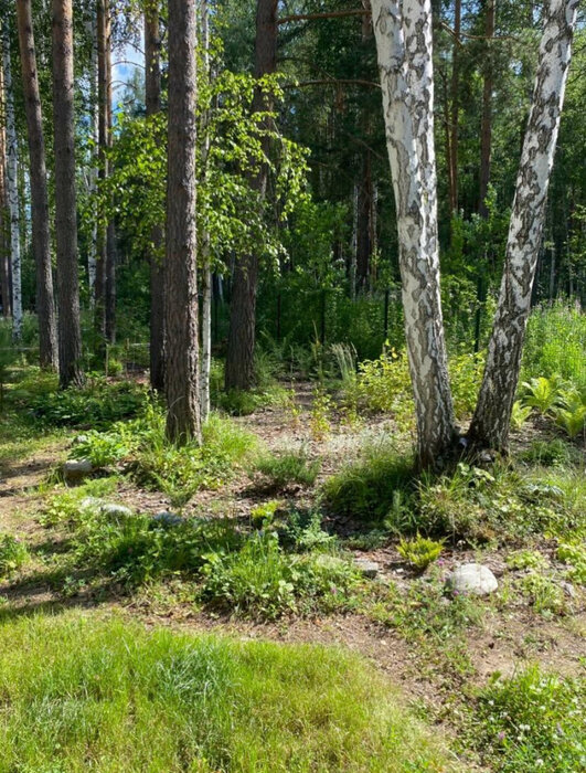 к.п. Заповедник, ул. Соболь, 4 км восточнее с Кашино (городской округ Сысертский, п. Габиевский) - фото земельного участка (5)
