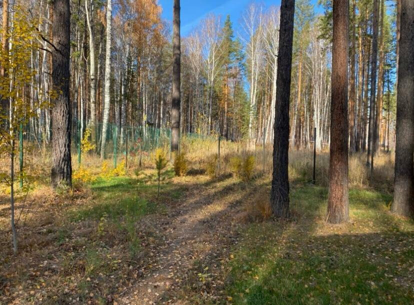 к.п. Заповедник, ул. Соболь, 4 км восточнее с Кашино (городской округ Сысертский, п. Габиевский) - фото земельного участка (8)
