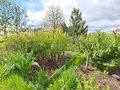 Продажа садового участка: г. Ревда, СОТ Заря-2 (городской округ Ревда) - Фото 7