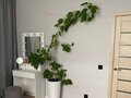 Продажа квартиры: Екатеринбург, ул. Мостовая, 47 (УНЦ) - Фото 8