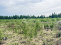 Продажа земельного участка: с. Мариинск, ул. Учителей, 50 (городской округ Ревда) - Фото 2