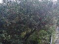 Продажа садового участка: с. Светлое, к/с Светлое (городской округ  Сухой Лог) - Фото 4