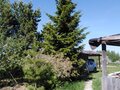 Продажа садового участка: с. Светлое, к/с Светлое (городской округ  Сухой Лог) - Фото 5